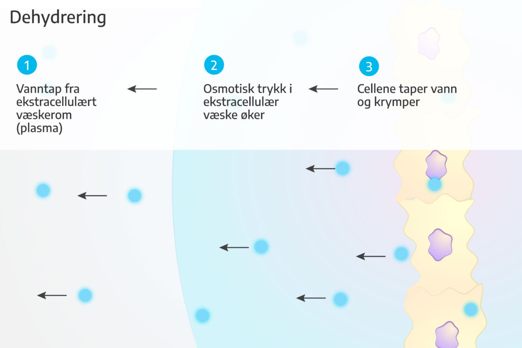 Dehydrering